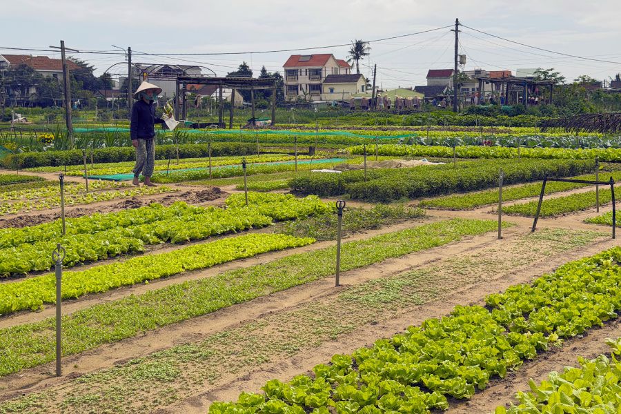 Farming in Tra Que, Hoi An